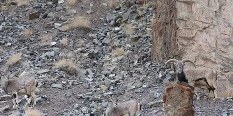 Báo tuyết ẩn thân