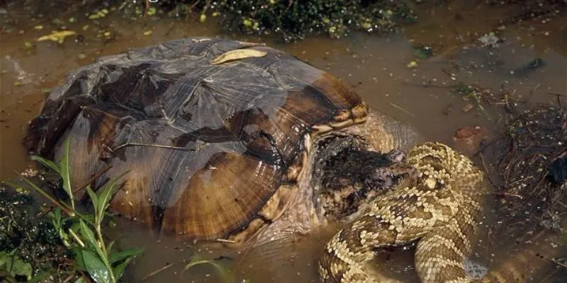 lãnh địa của rùa