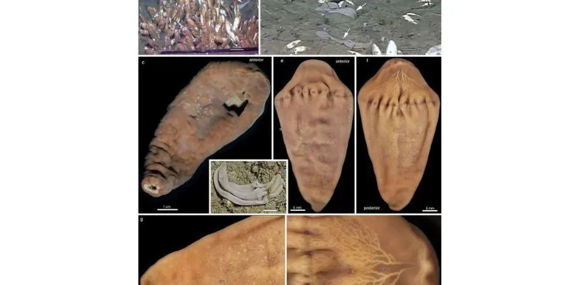 mới được phát hiện