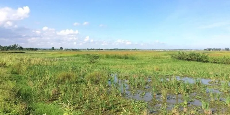 hồi sinh đất hoang