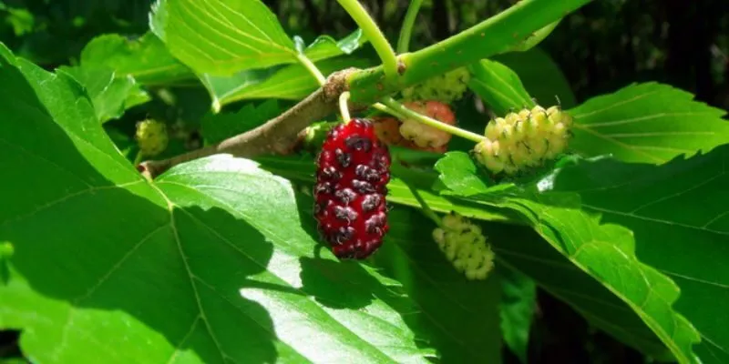 mỹ phẩm Việt Nam