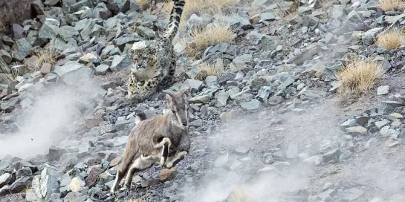 Báo tuyết ẩn thân