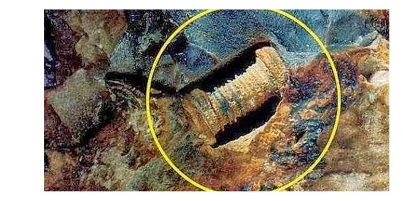 Đinh ốc 300 triệu năm tuổi