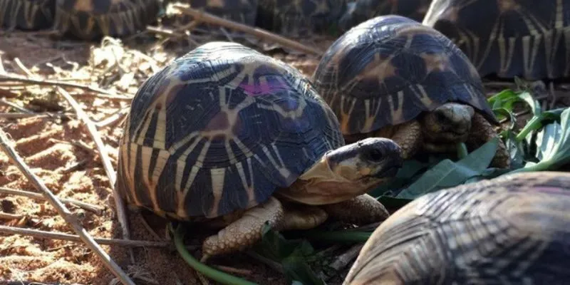 lãnh địa của rùa