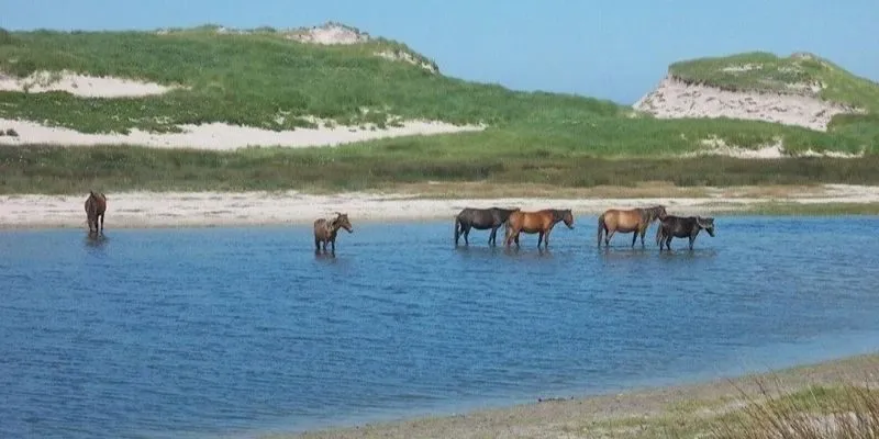 bí ẩn hòn đảo