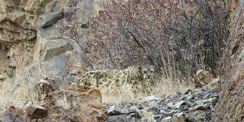 Báo tuyết ẩn thân