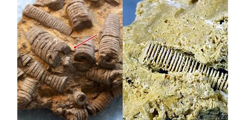 Đinh ốc 300 triệu năm tuổi