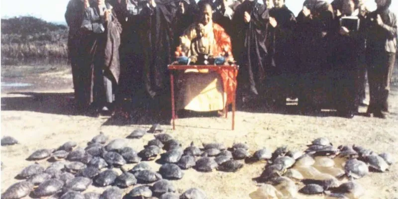 lãnh địa của rùa