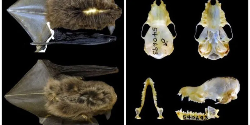 mới được phát hiện