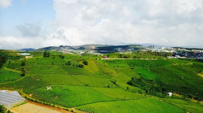 Đồi chè Cầu Đất Farm – địa điểm hấp dẫn khó bỏ qua dịp 2/9